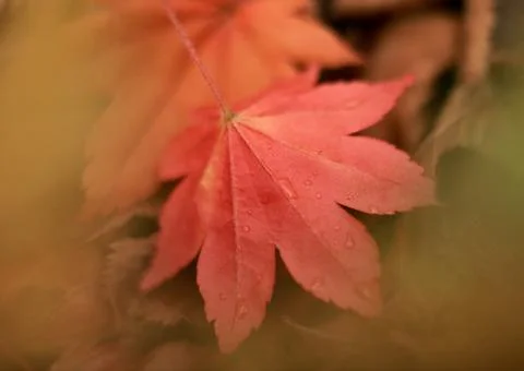 Fallen Leaf Stock Photos