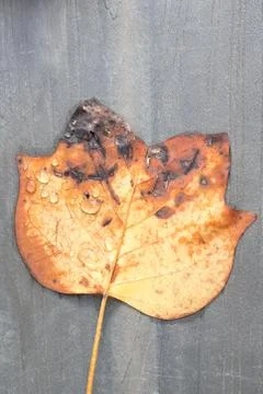 Fallen leaf Stock Photos