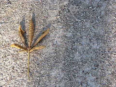 Fallen leaf Foto stock