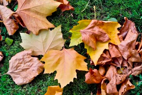 Fallen leaf of a plane tree on the ground in a golden autumn . Stock Photos