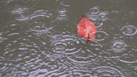 A fallen leaf in the pond Stock Footage 157956531