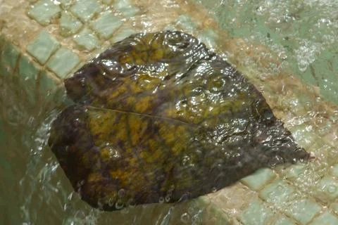 Fallen leaf in a pond Stock Photos