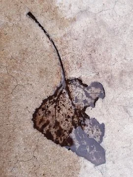 Fallen leaf print on concrete Stock Photos