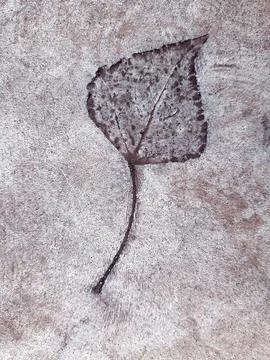 Fallen leaf print on concrete Stock Photos