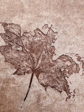 Fallen leaf print on concrete Stock Photos