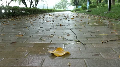 Fallen leaf in a public park on a rainy day at horizontal composition Stock Footage 277703021