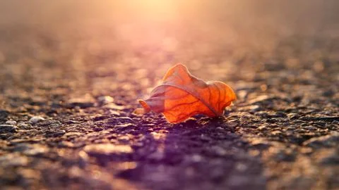 A fallen leaf on the road against the sunset Stock Photos