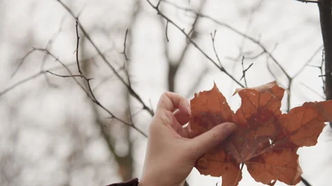 Fallen leaf scene. Closeup of brittle leaf with muted forest atmosphere Stock Footage 341770697