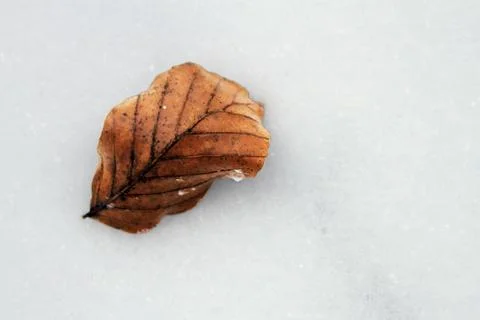Fallen leaf in the snow Stock Photos