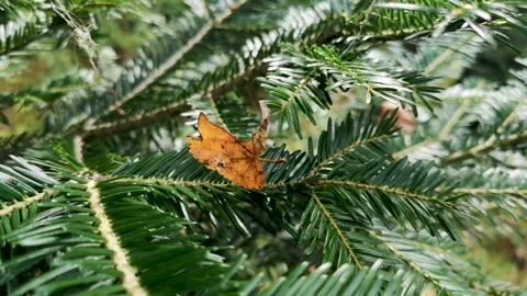Fallen leaf on a spider web in the wind Video stock 284673261