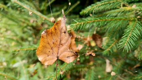 Fallen leaf on a spider web in the wind Video stock 284677175