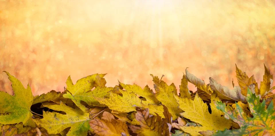 Fallen leaf stacks Stock Photos