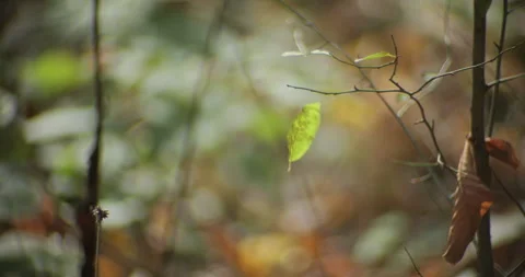 Fallen leaf stuck on cobweb by autumn 4K video Stock Footage 320396176