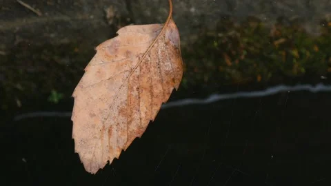 Fallen Leaf Trapped in Spider Web in Autumn in Japan, 4K Vidéo 131024420