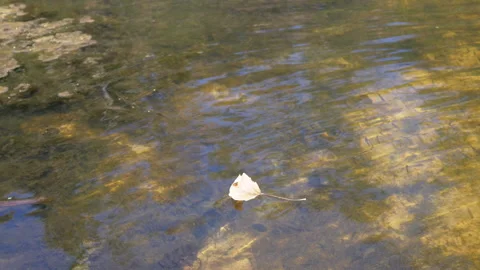 Fallen Leaf on Water Surface Stock-Footage 293280579
