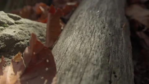 Fallen Leaf on Weathered Wood and Stone Stock Footage 289640270