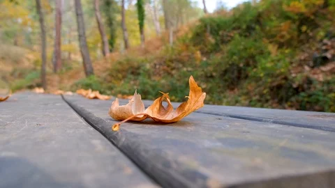 Fallen leaf on wooden table Stock Footage 120434003