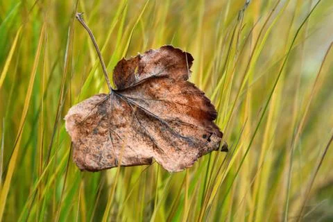 Fallen leaf on the yellow grass. Withered brown leaf in the grass Stock Photos
