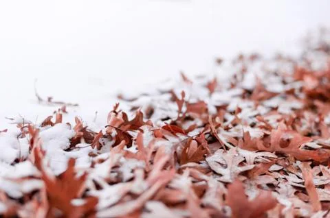Fallen leafs and snow during winter time Stock Photos