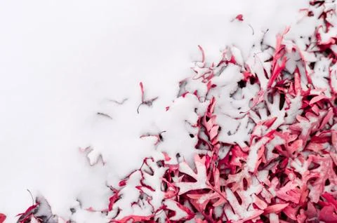 Fallen leafs and snow during winter time Stock Photos