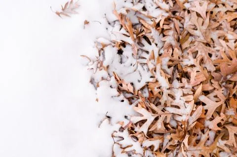 Fallen leafs and snow during winter time Stock Photos