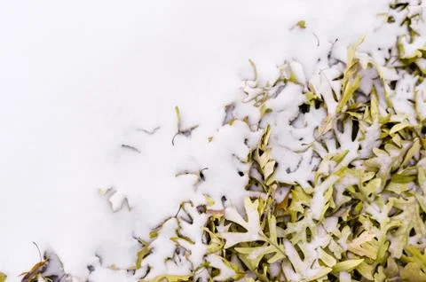 Fallen leafs and snow during winter time Stock Photos