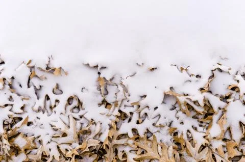 Fallen leafs and snow during winter time Stock Photos
