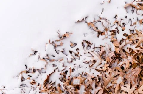 Fallen leafs and snow during winter time Stock Photos