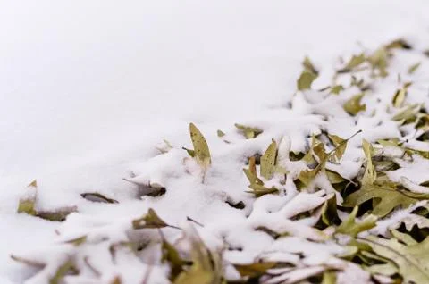Fallen leafs and snow during winter time Stock Photos