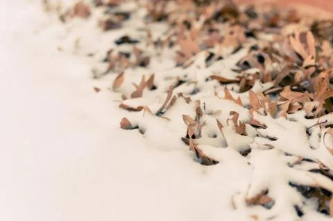 Fallen leafs and snow during winter time Stock Photos