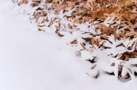Fallen leafs and snow during winter time Stock Photos
