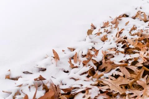 Fallen leafs and snow during winter time Stock Photos