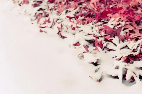 Fallen leafs and snow during winter time Stock Photos