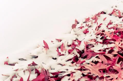 Fallen leafs and snow during winter time Stock Photos