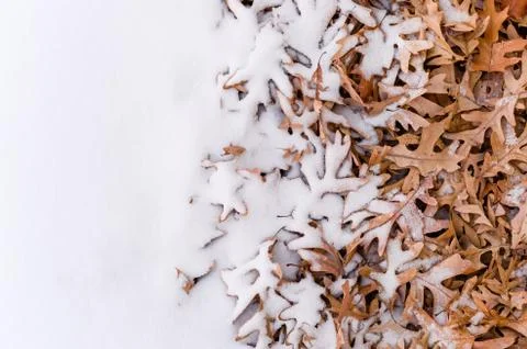 Fallen leafs and snow during winter time Stock Photos
