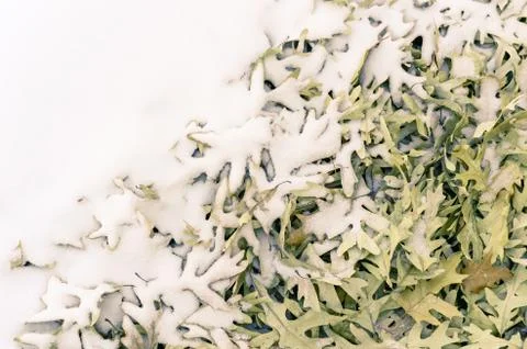 Fallen leafs and snow during winter time Stock Photos
