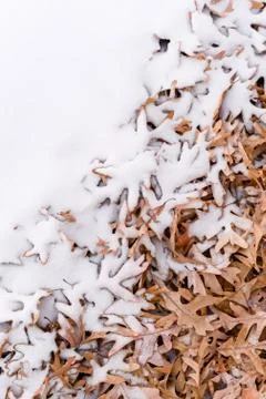 Fallen leafs and snow during winter time Stock Photos