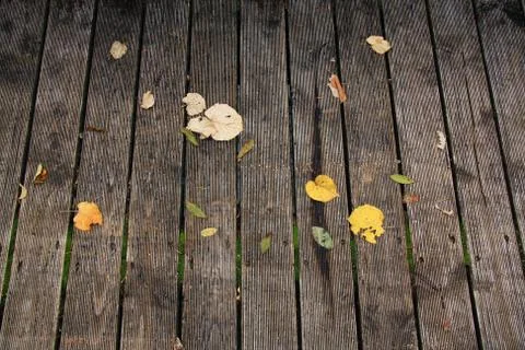 Fallen leafs on board Stock Photos