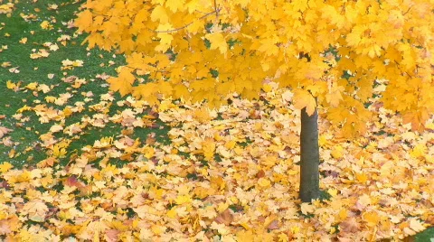 Fallen leafs off center Stock Footage 91915