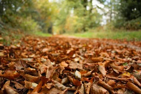 Fallen leafs in a forest Stock Photos