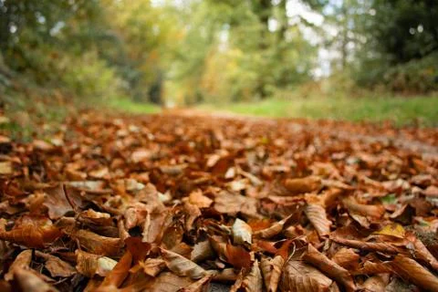 Fallen leafs in a forest Stock Photos