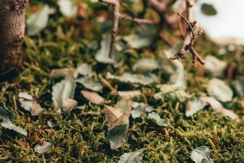 Fallen leafs on the grass Stock Photos