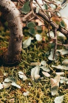 Fallen leafs on the grass Stock Photos