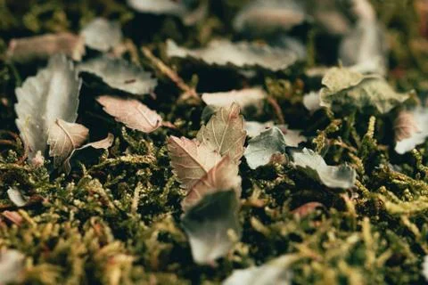 Fallen leafs on the grass Stock Photos