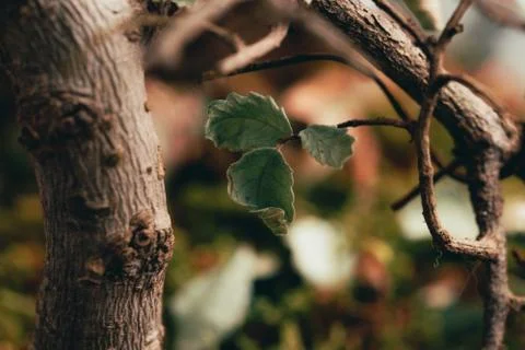 Fallen leafs on the grass Stock Photos