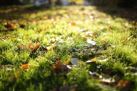 Fallen leafs on a ground - close up Stock Photos