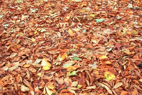 Fallen leafs Stock-Fotos