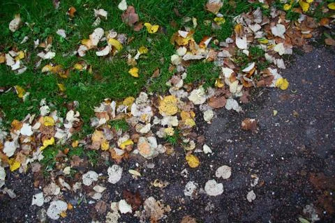 Fallen leafs on road Stock Photos