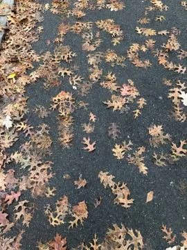 Fallen leafs on the road Stock Photos