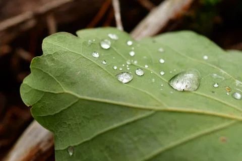 Fallen Leafs with water drops on it fall autumn Stock Photos